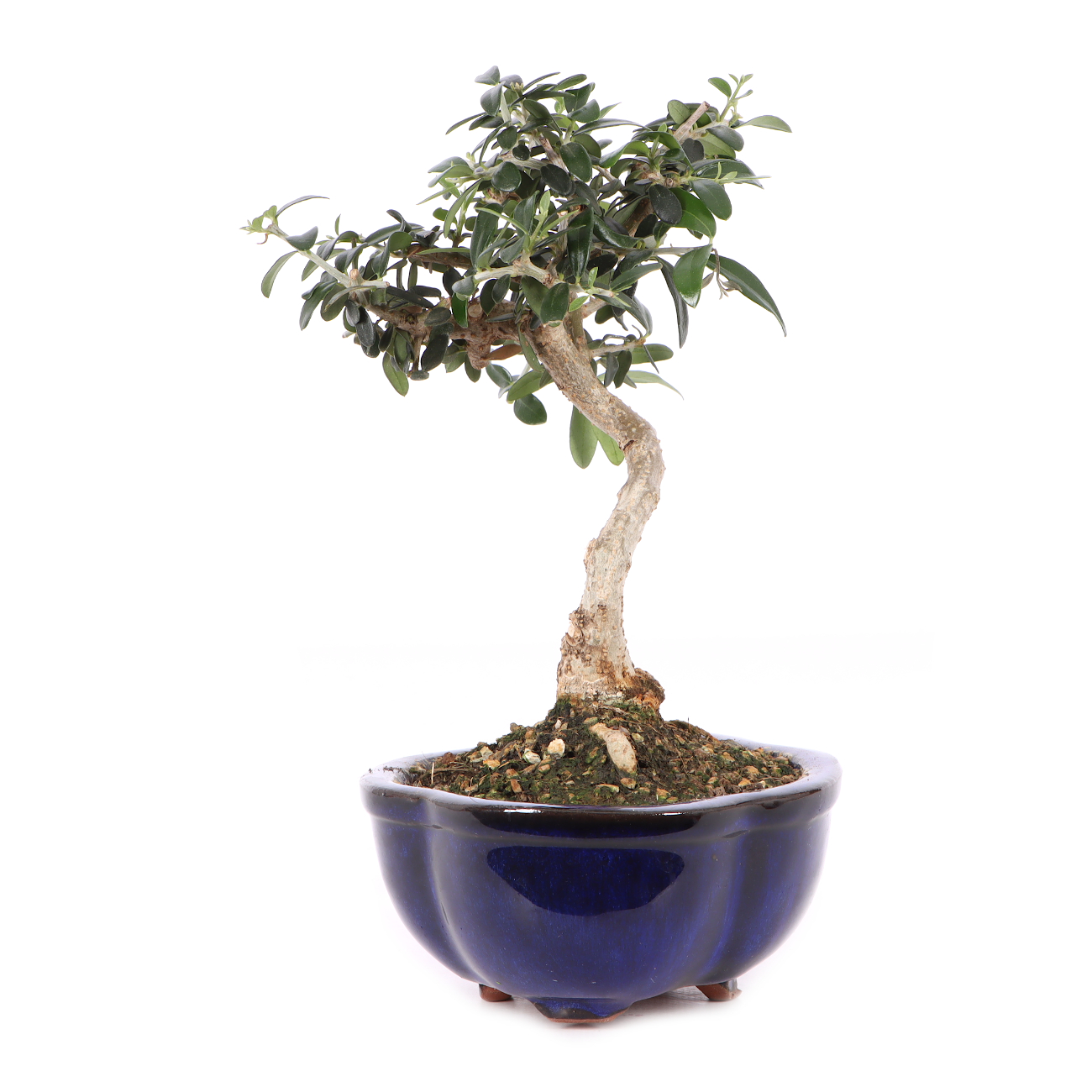 Olea europaea subsp. sylvestris