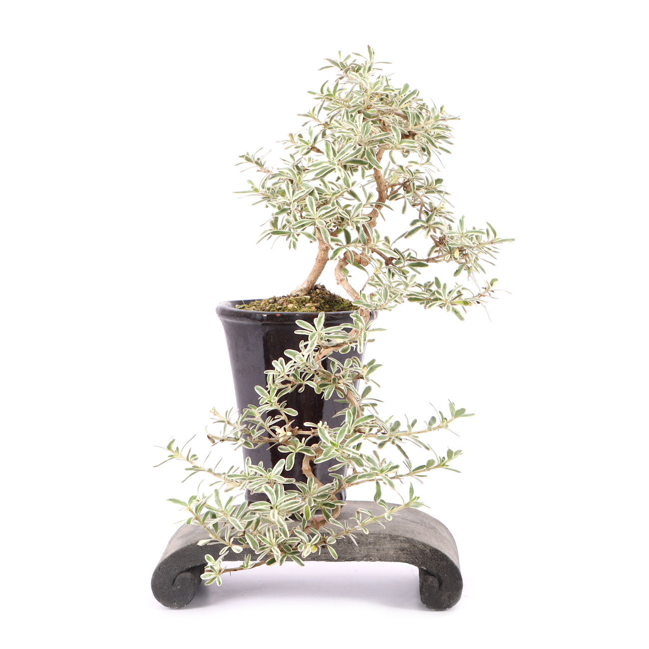Coprosma x kirkii 'Variegata'
