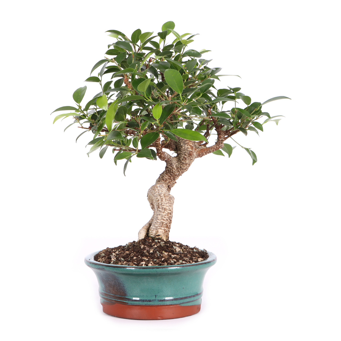 Seitenansicht rechts