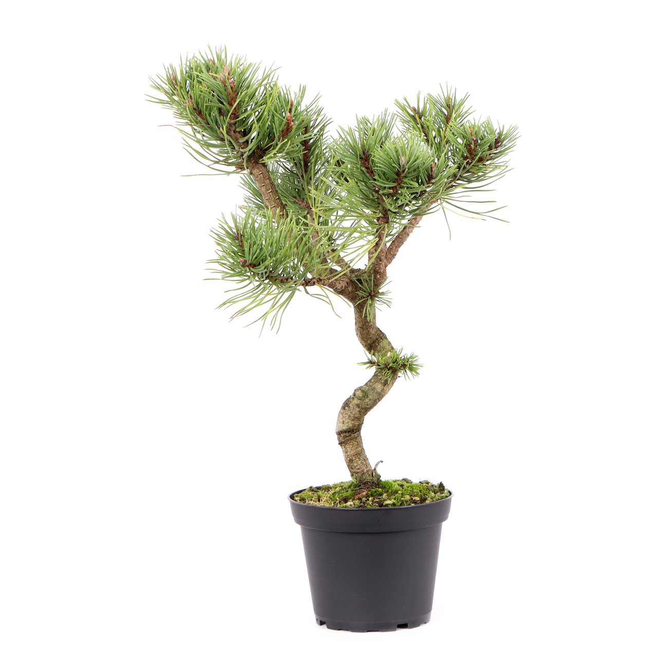 Seitenansicht rechts