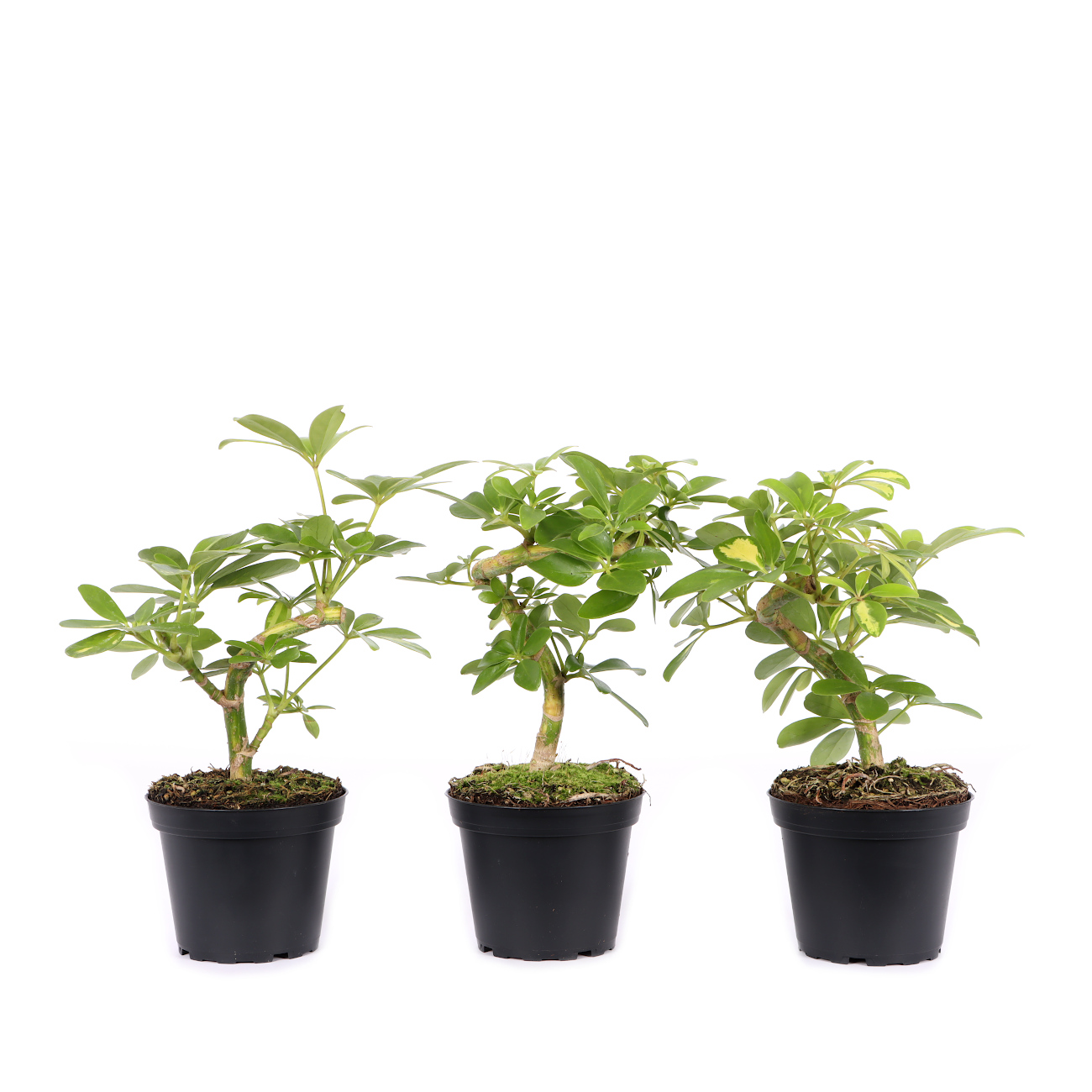 Schefflera arboricola 'Variegata'