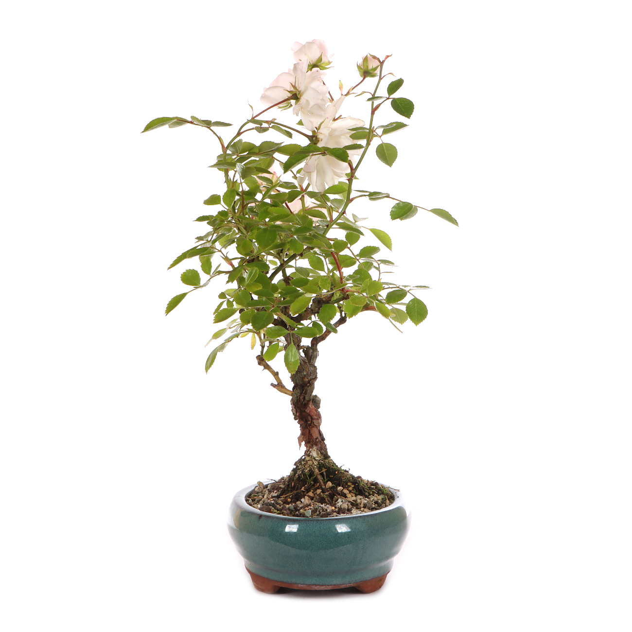Rosa spec. - weiß
