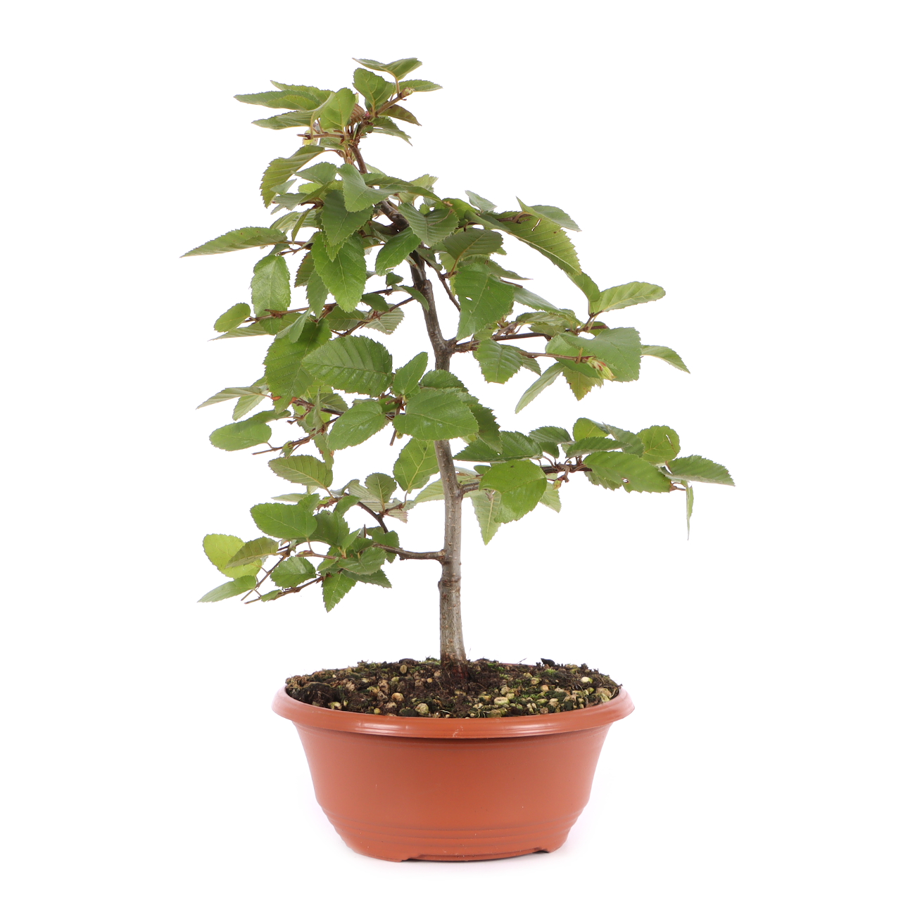 Carpinus turczaninowii