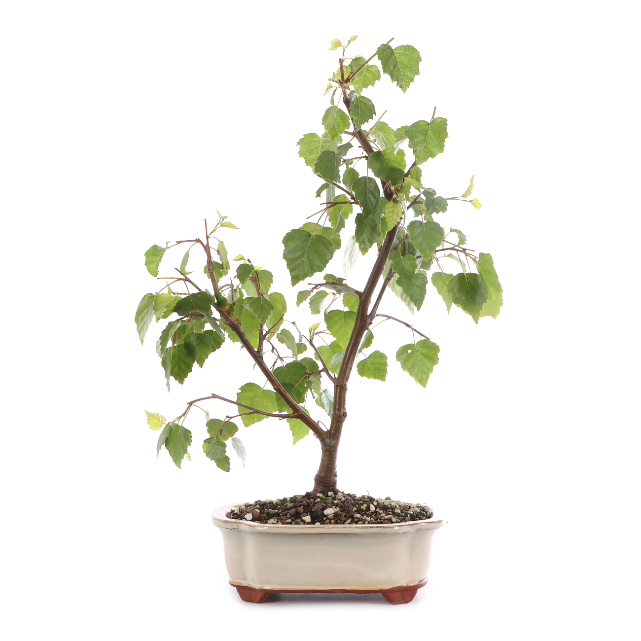 Betula pendula 'Youngii'