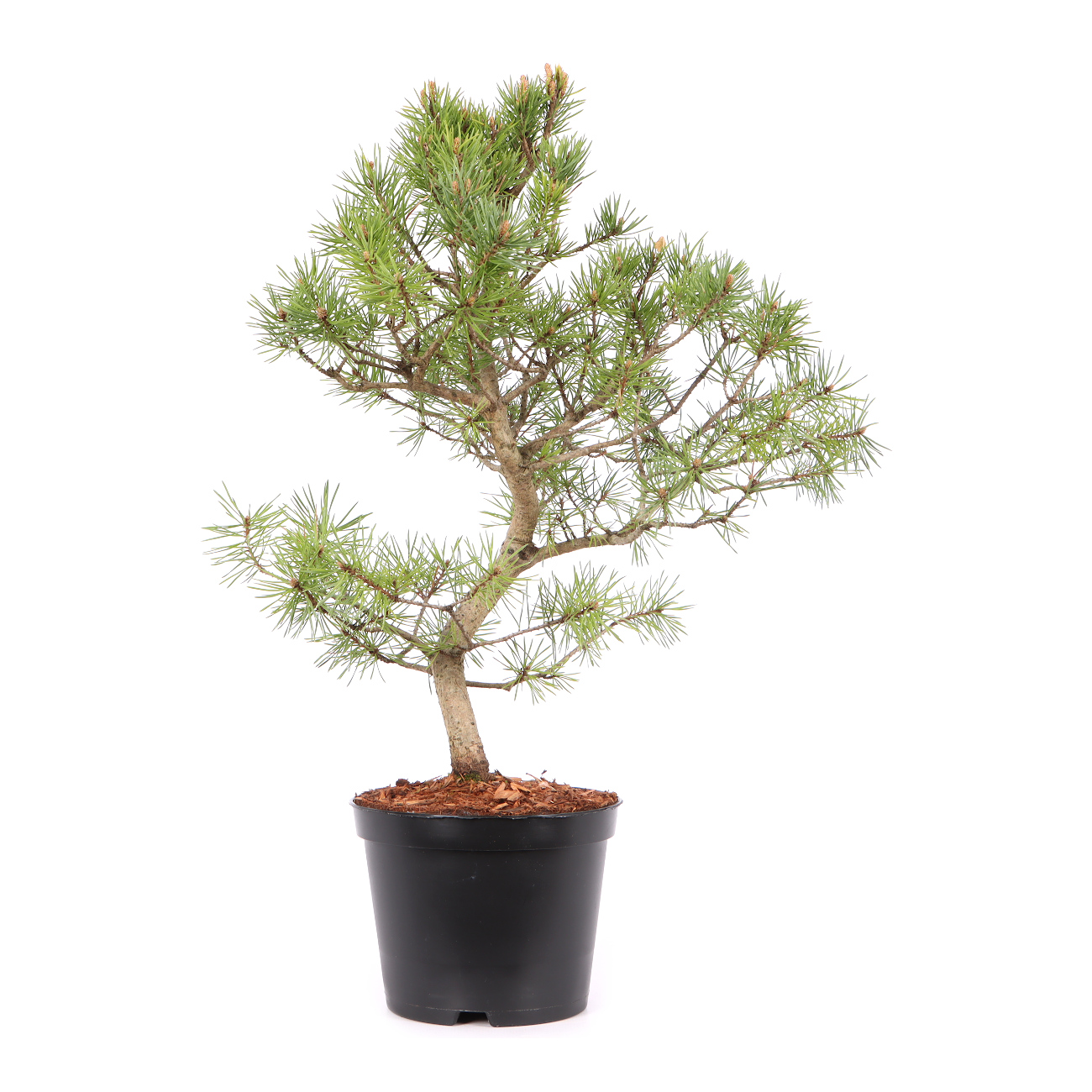 Pinus sylvestris 'Norske Typ'