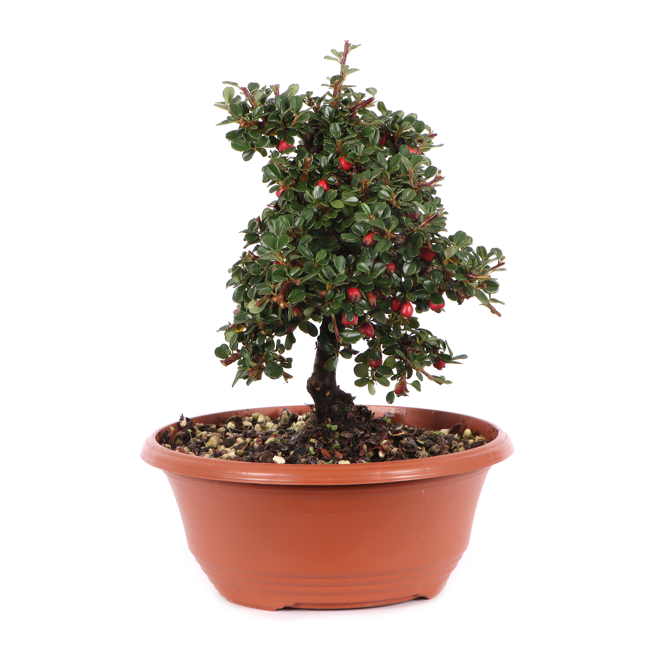 Cotoneaster microphyllus 'Cochleatus'