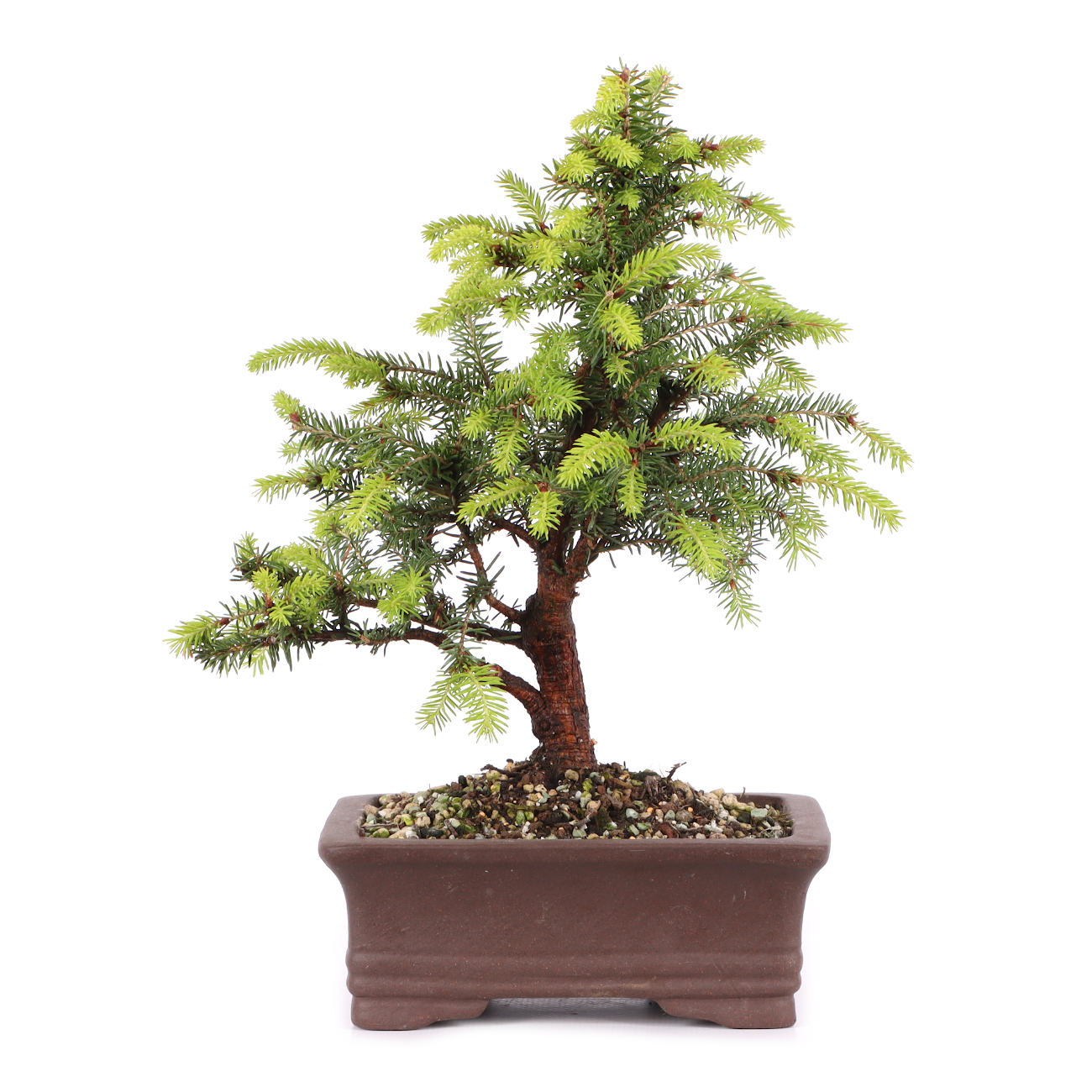 Picea abies 'Nidiformis'