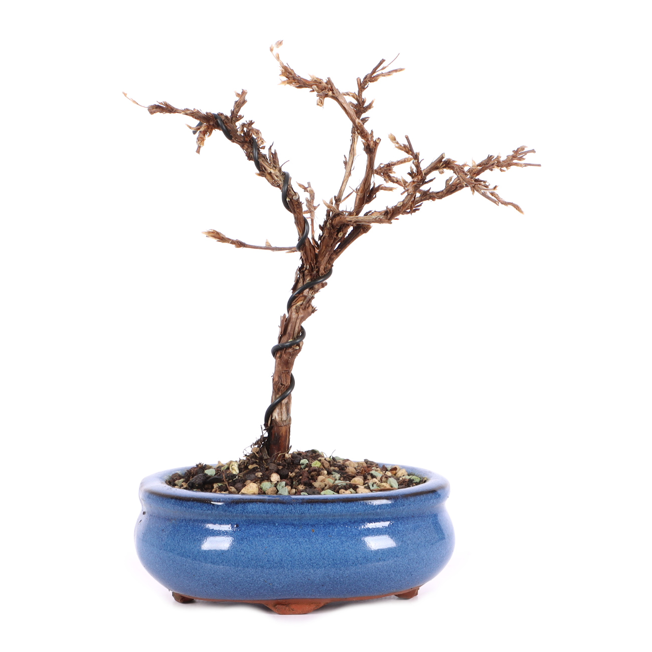 Potentilla fruticosa 'Abbotswood'