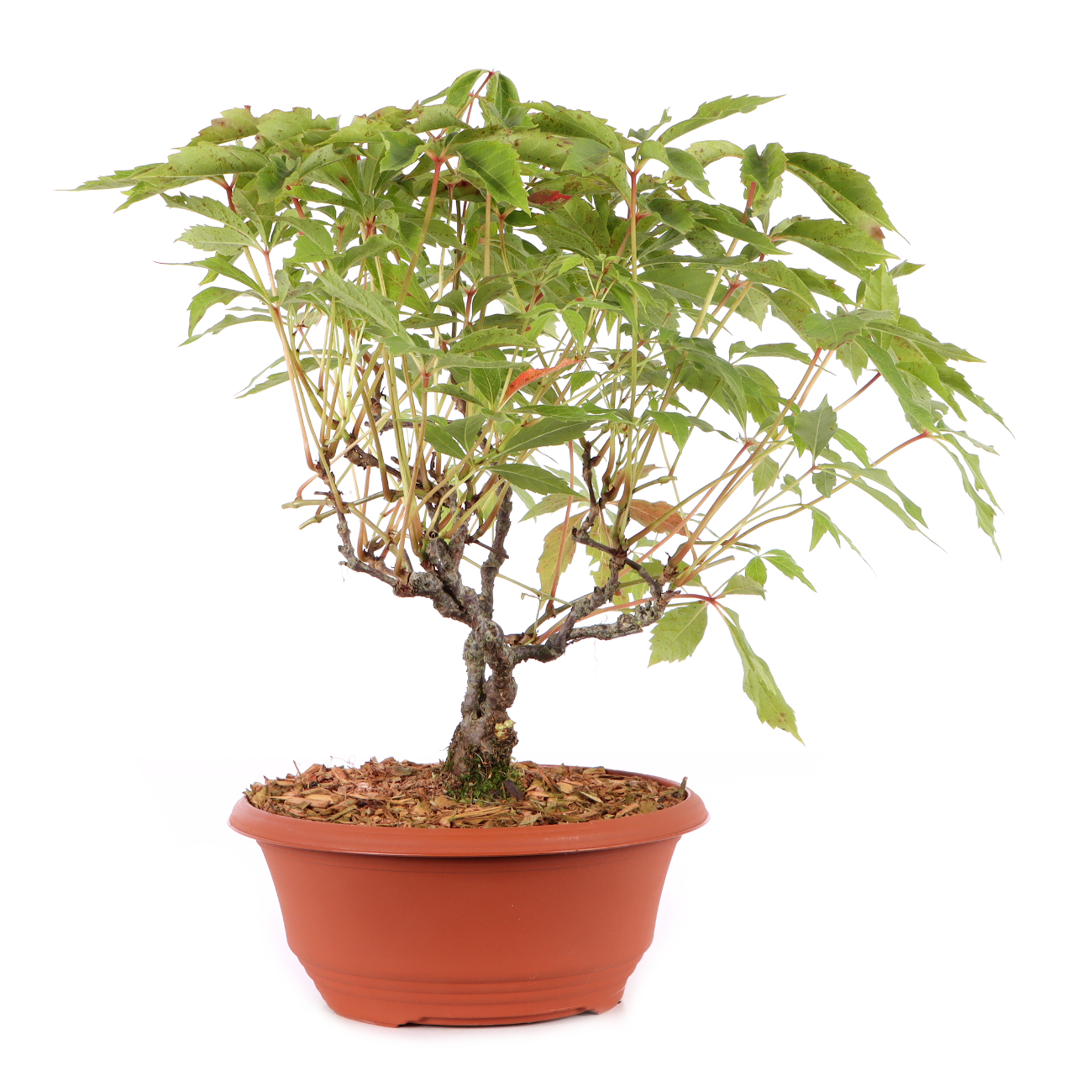 Parthenocissus quinquefolia