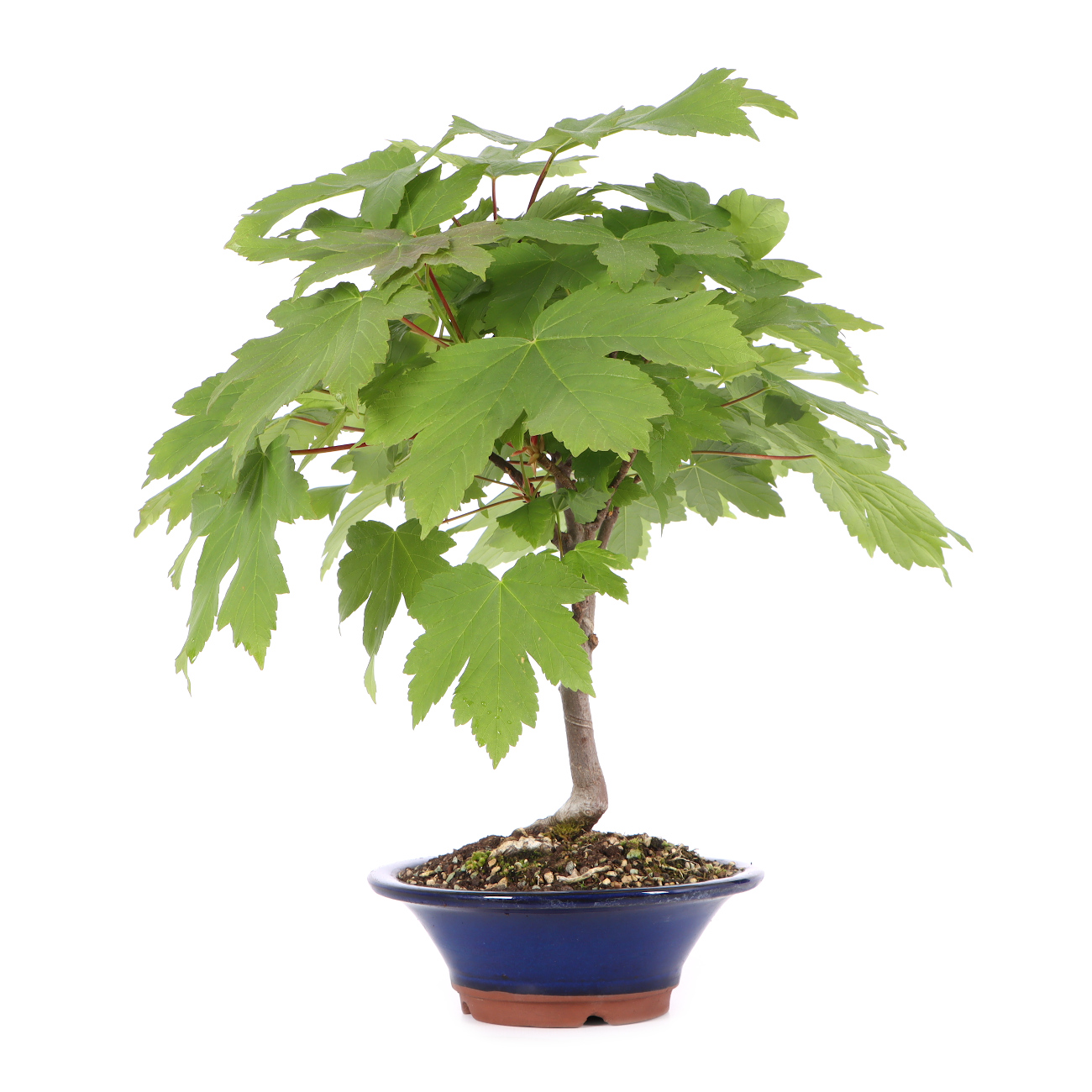 Acer pseudoplatanus
