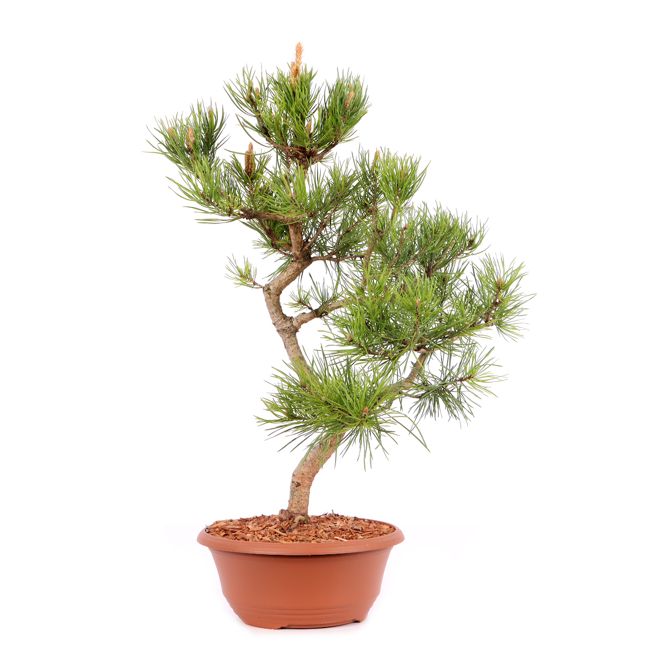 Pinus sylvestris