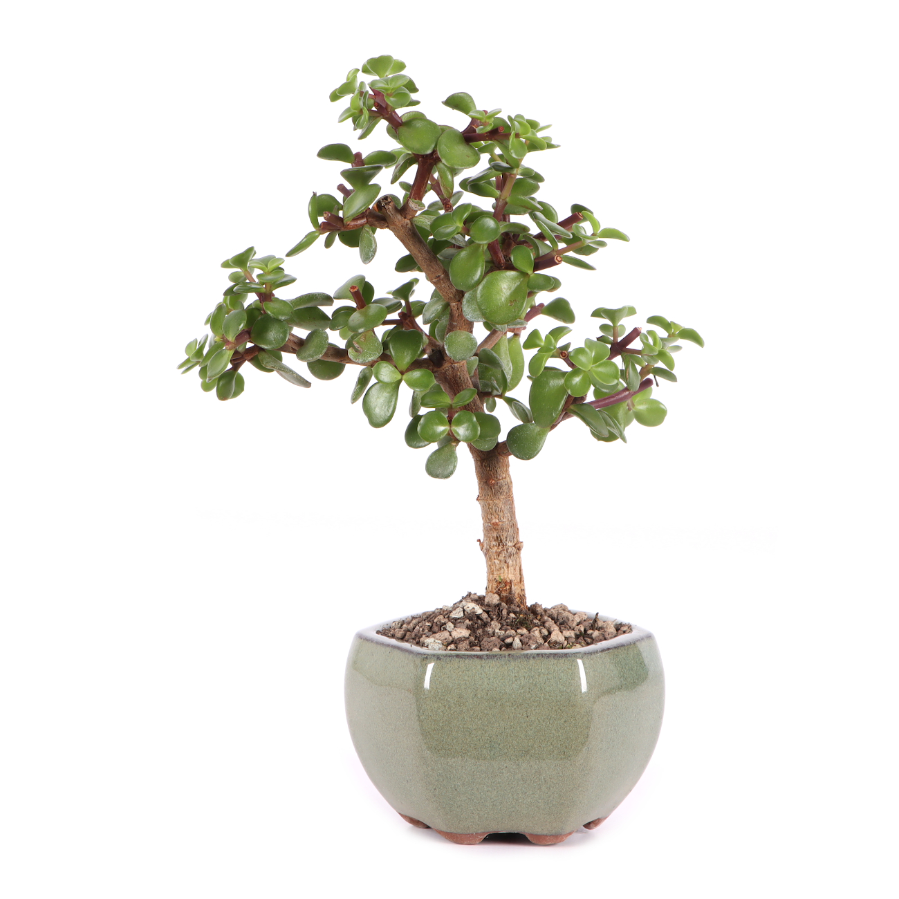 Portulacaria afra