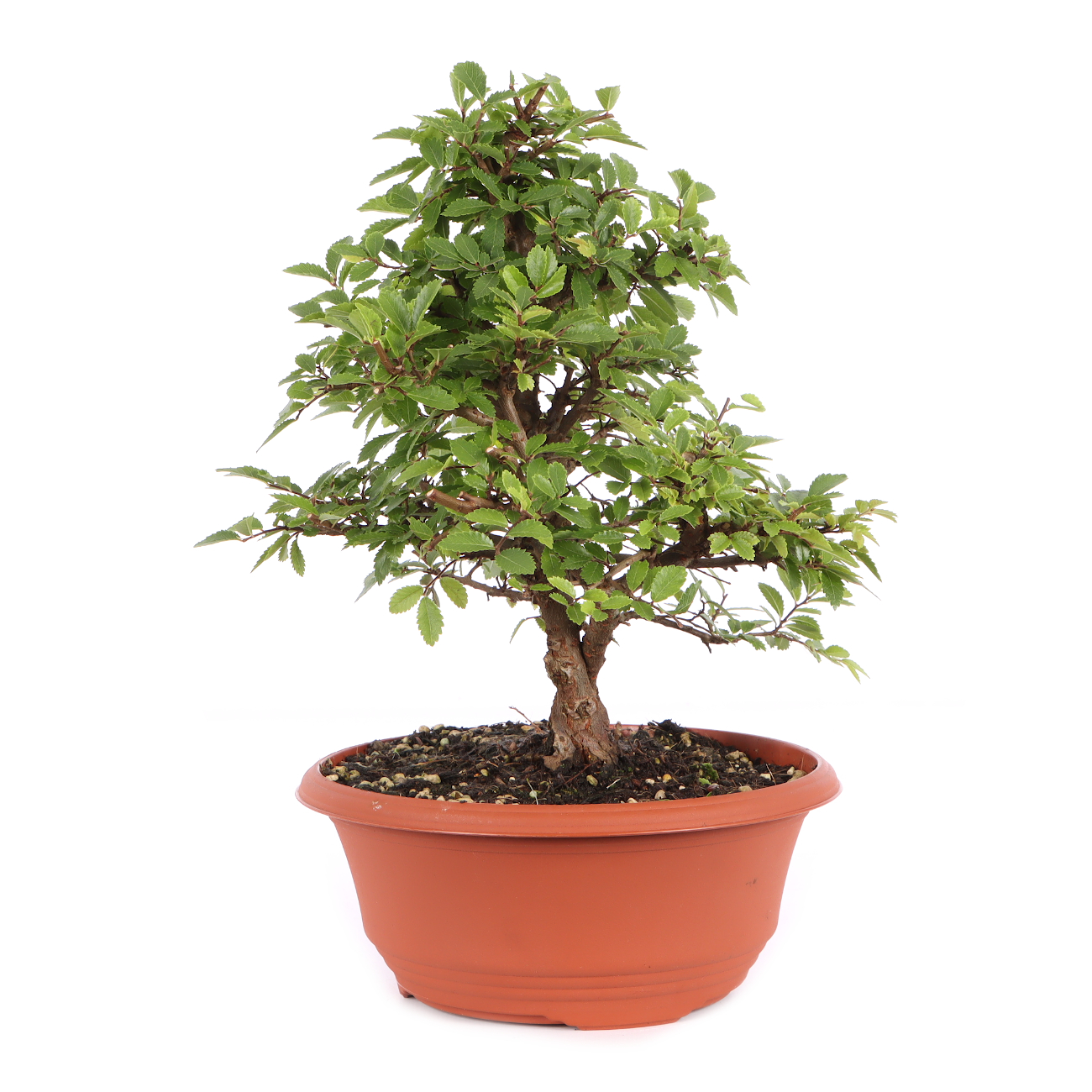 Ulmus japonica