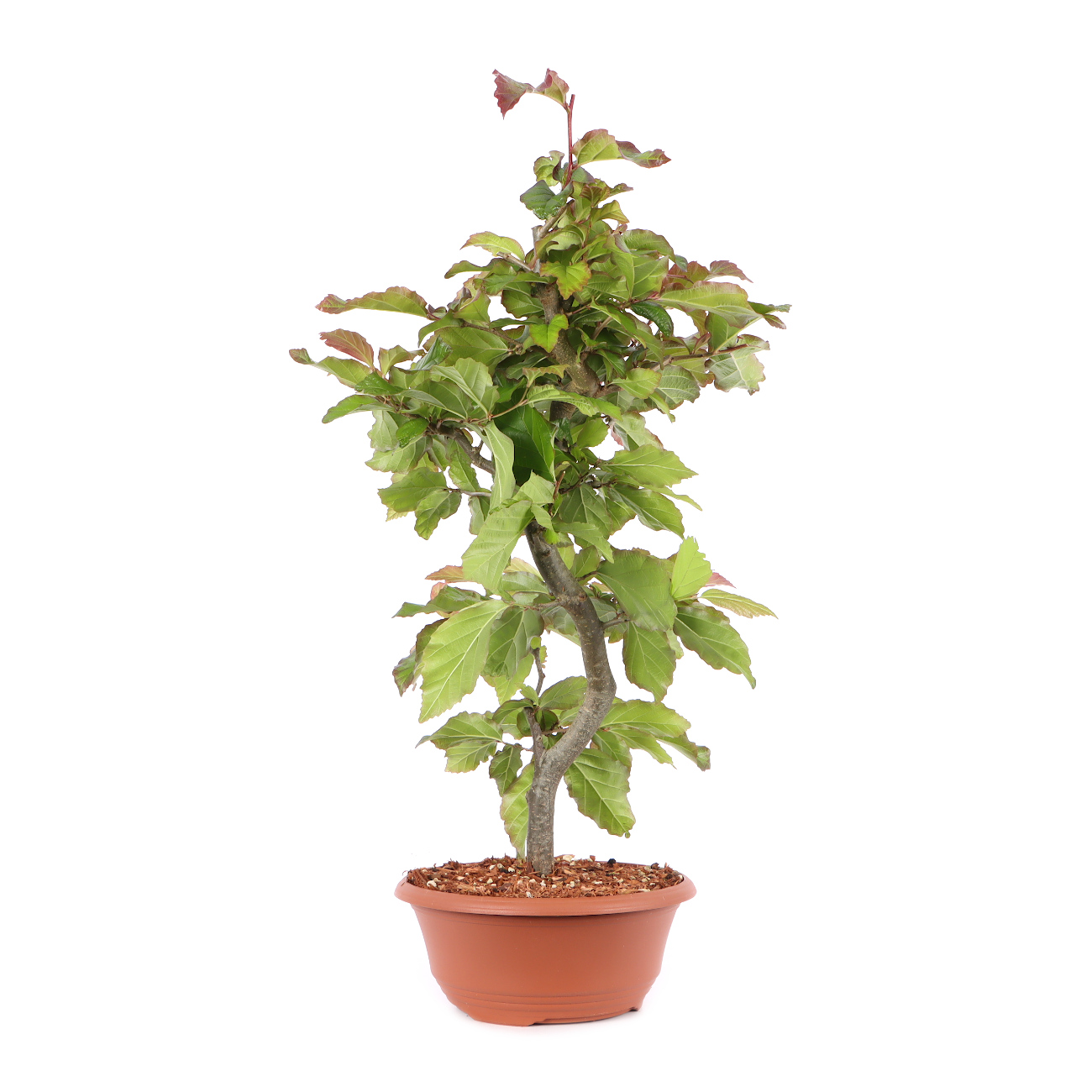 Parrotia persica 'Bella'