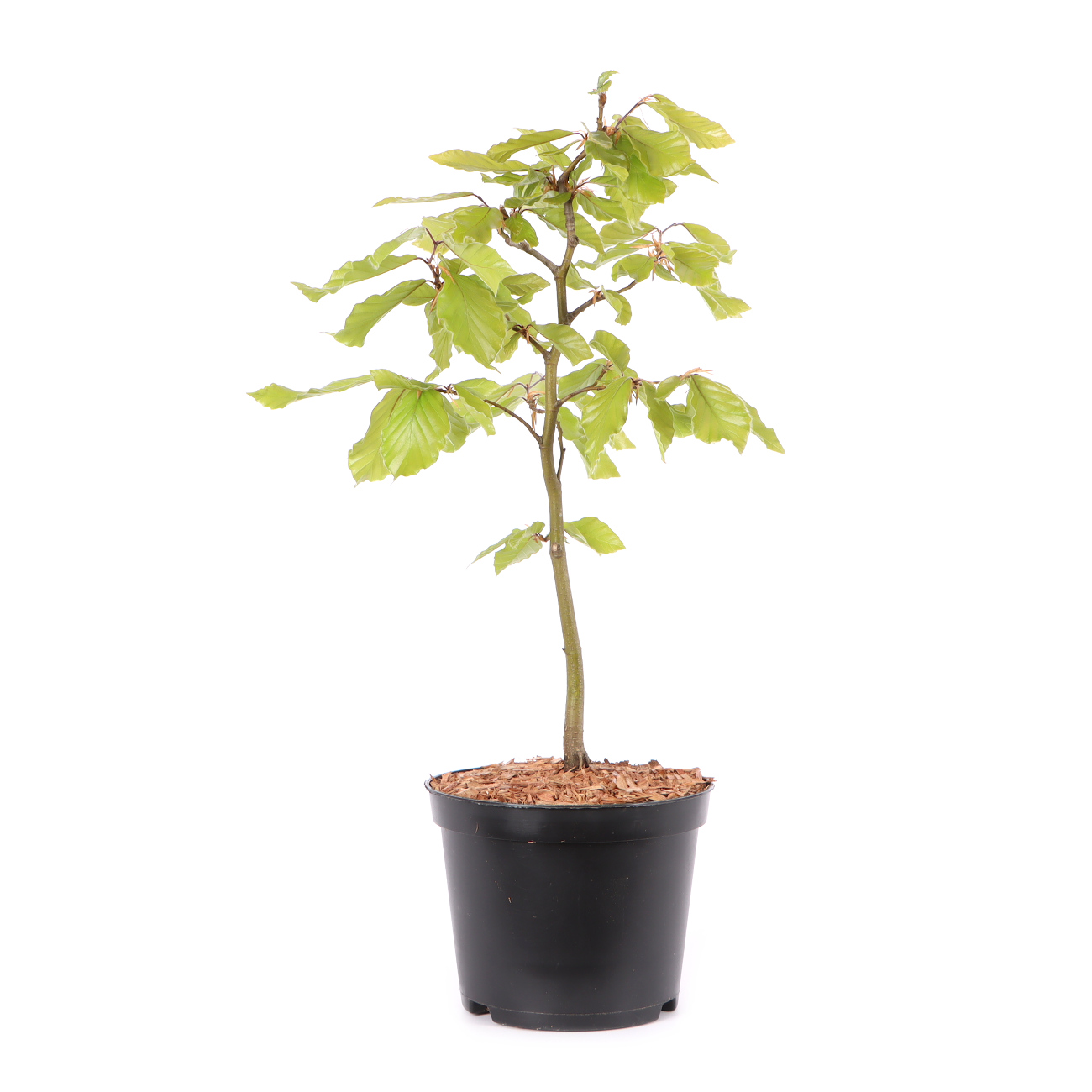 Fagus sylvatica