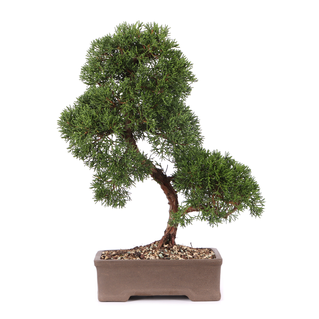 Juniperus chinensis