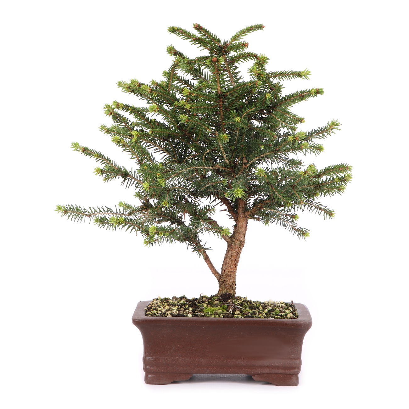 Picea abies 'Nidiformis'