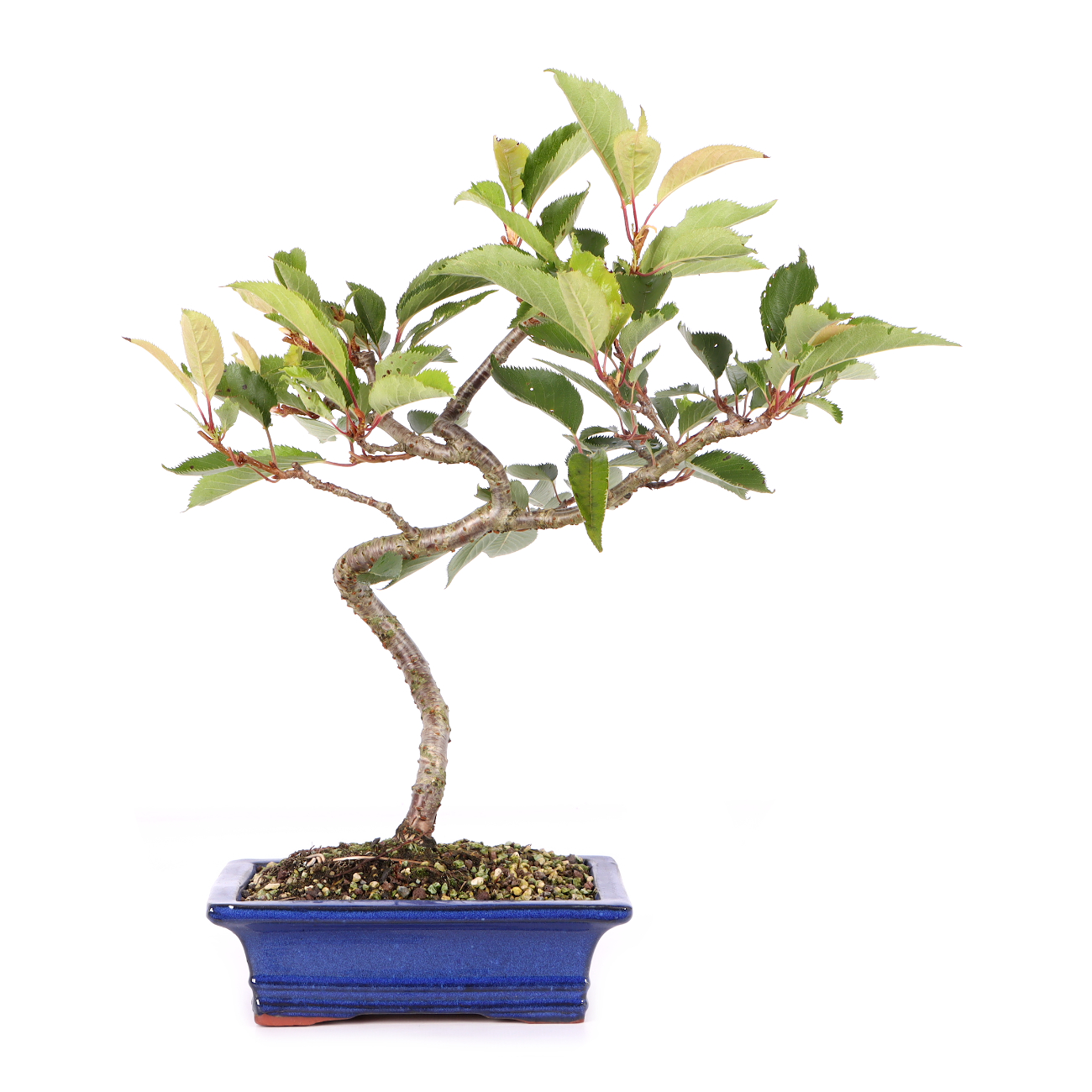 Prunus 'Accolade'