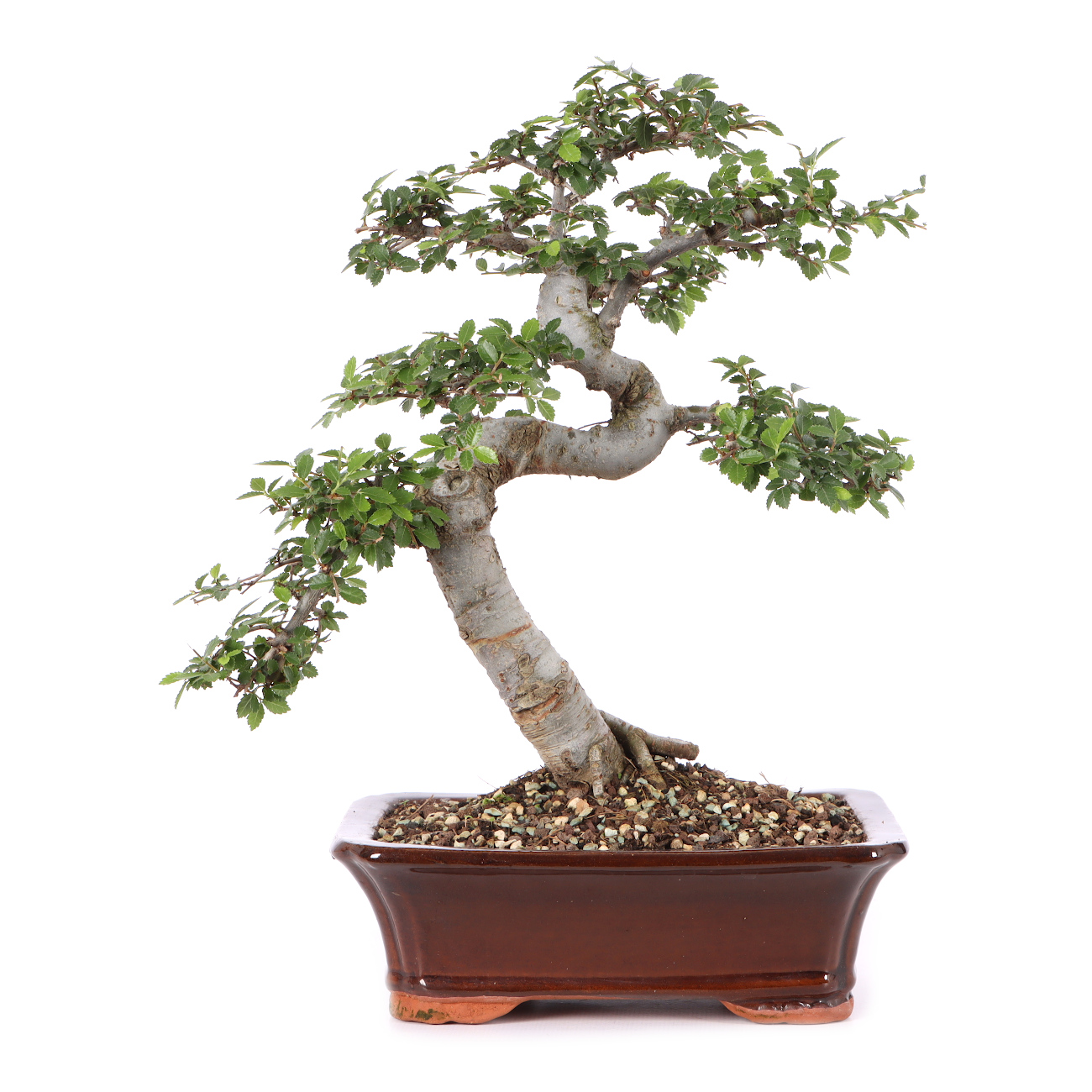Ulmus parvifolia