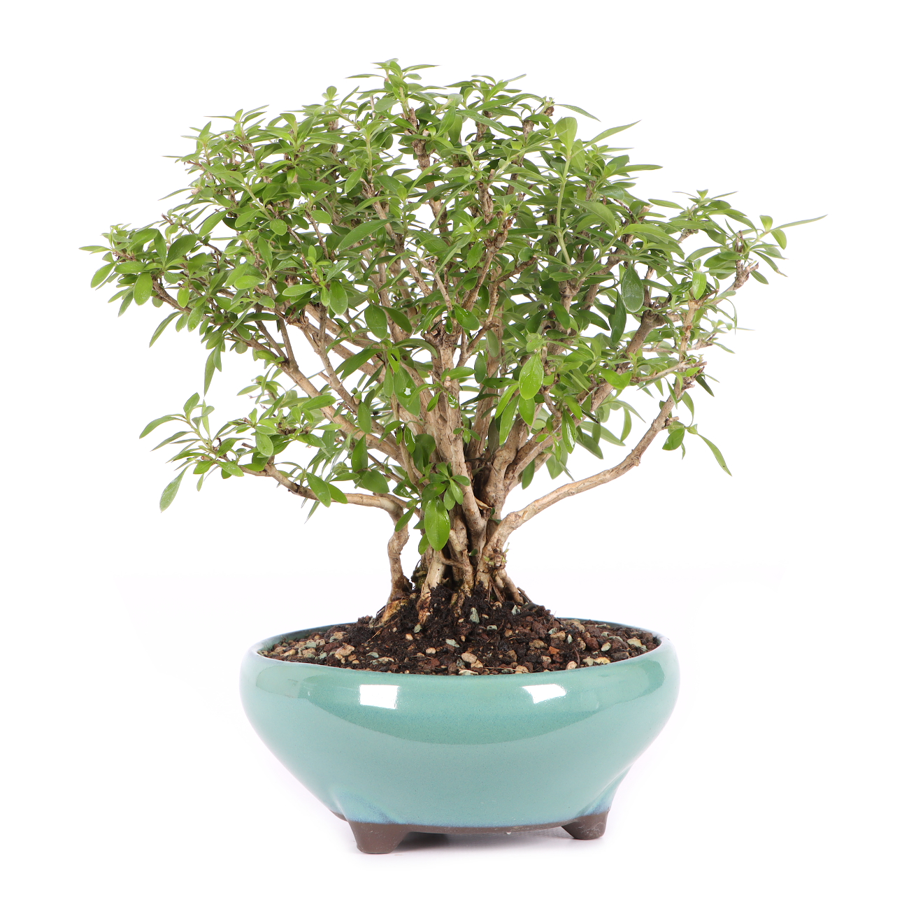 Serissa foetida