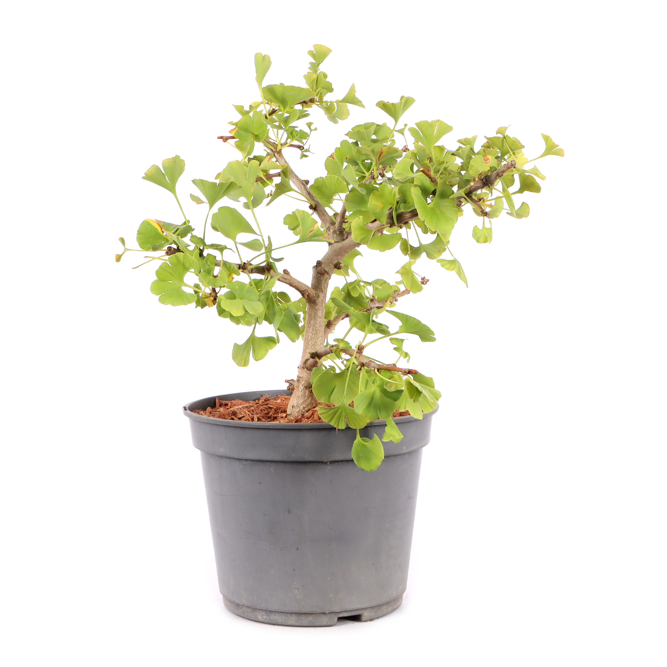 Ginkgo biloba 'Troll'