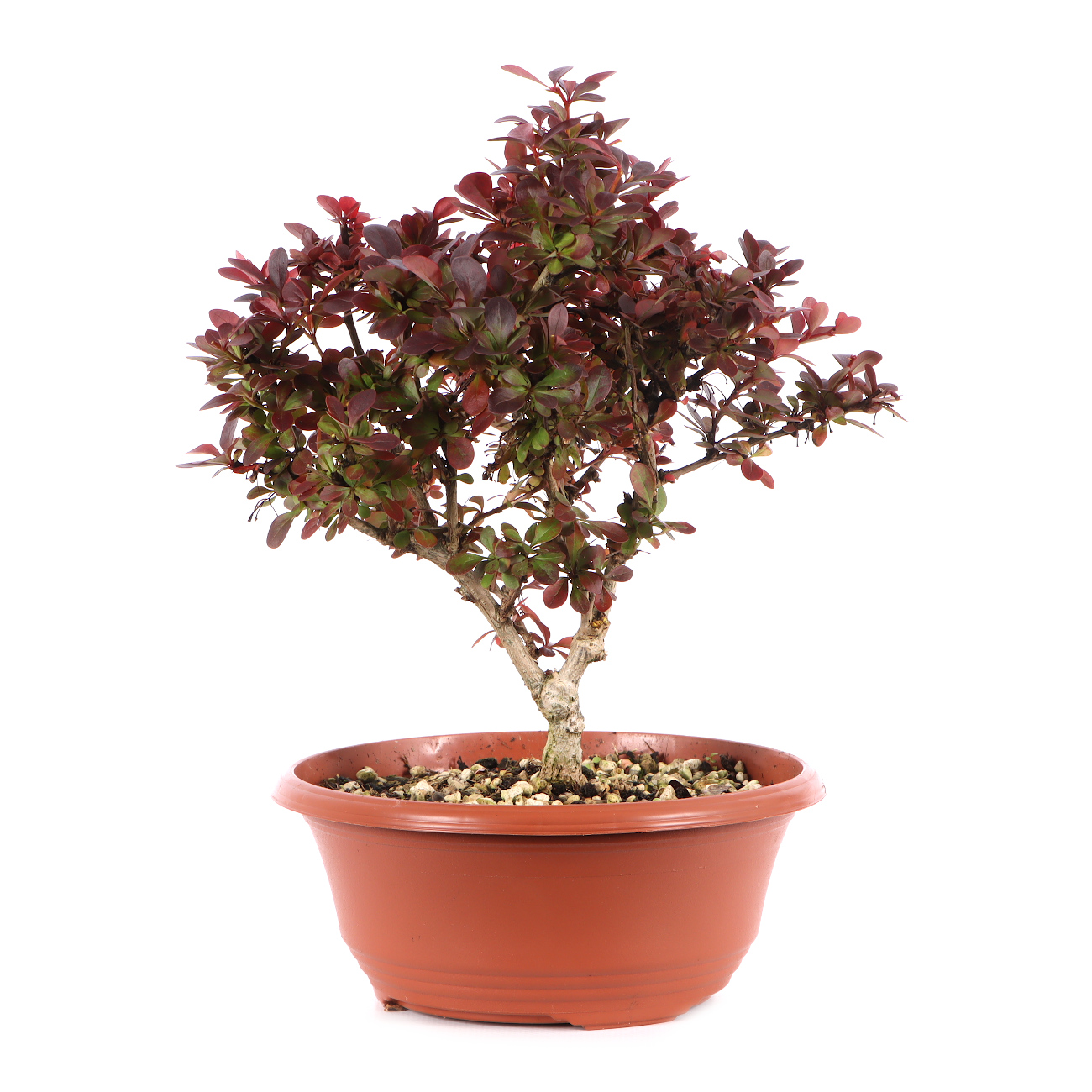 Berberis thunbergii 'Atropurpurea Nana'