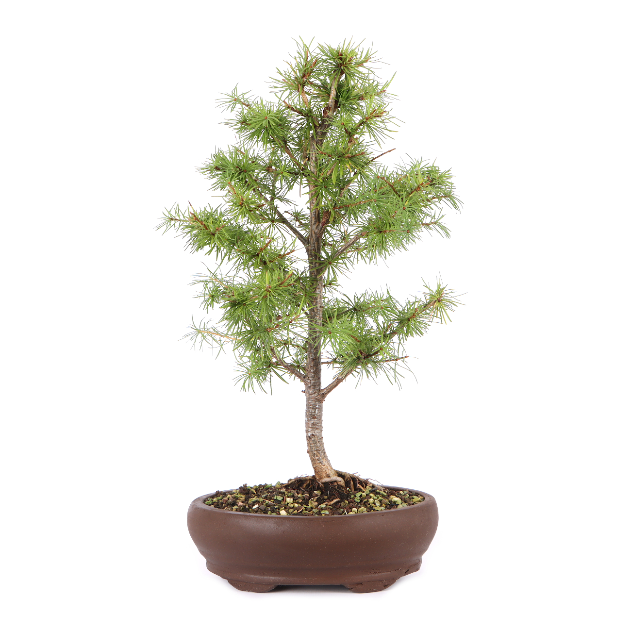 Larix kaempferi