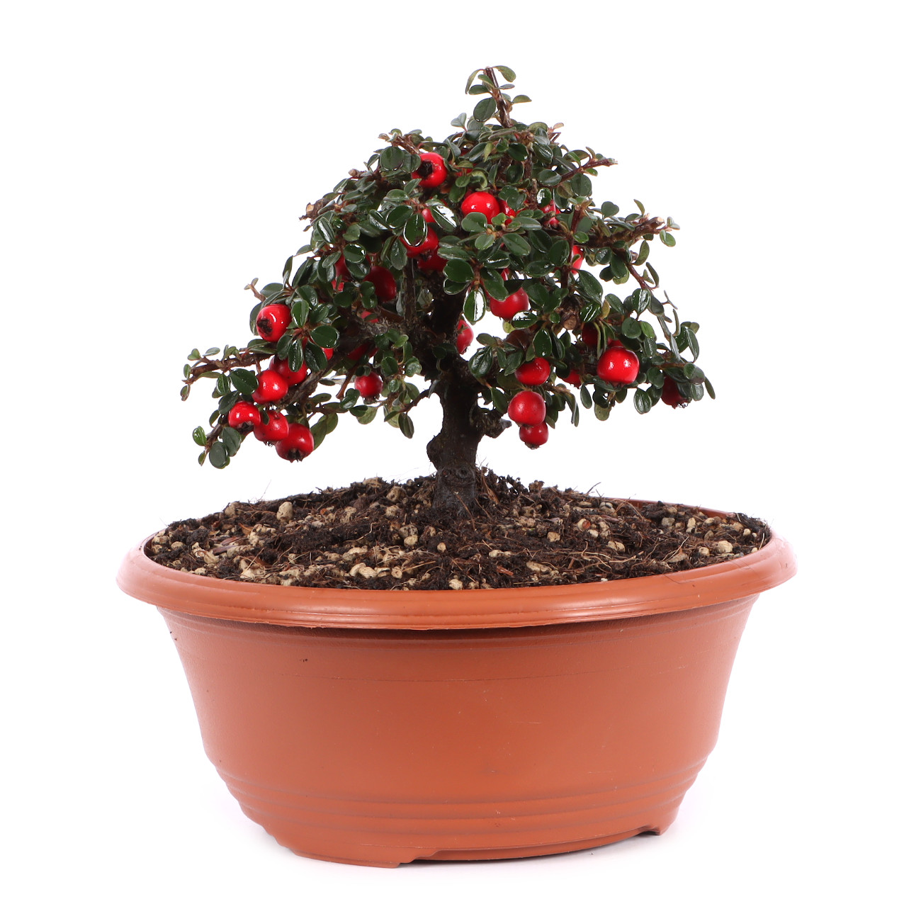 Cotoneaster microphyllus ‘Cochleatus‘ - Dwarf Creeping Cotoneaster ‘Cochleatus‘