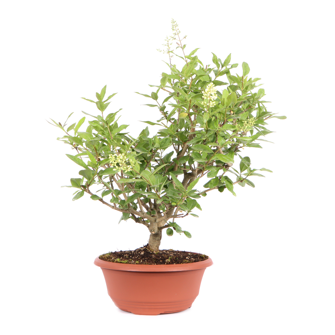 Seitenansicht rechts