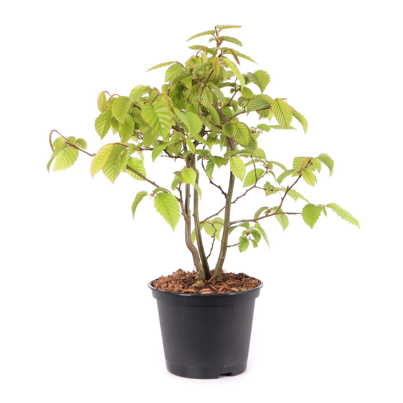 Carpinus betulus
