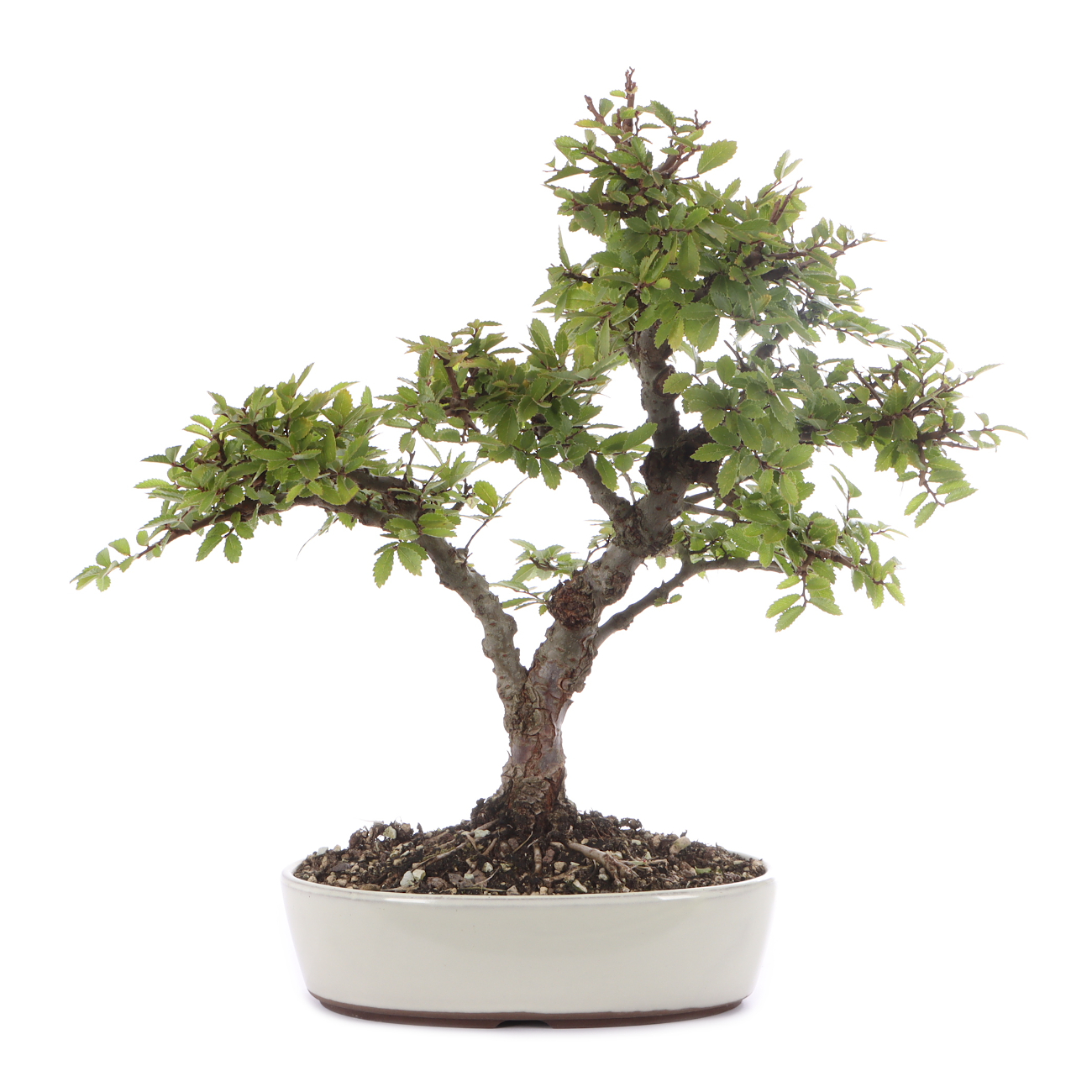 Ulmus japonica