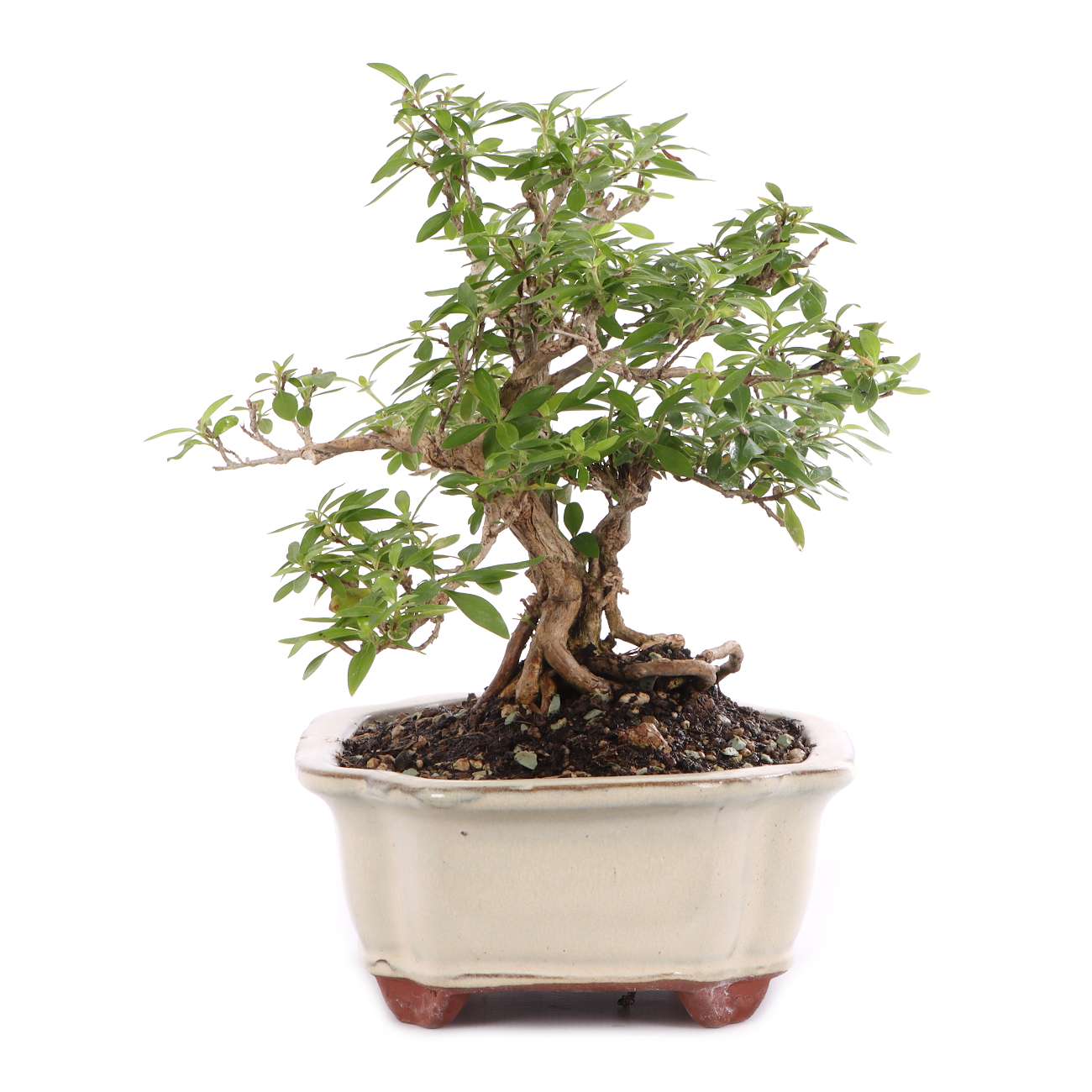 Serissa foetida