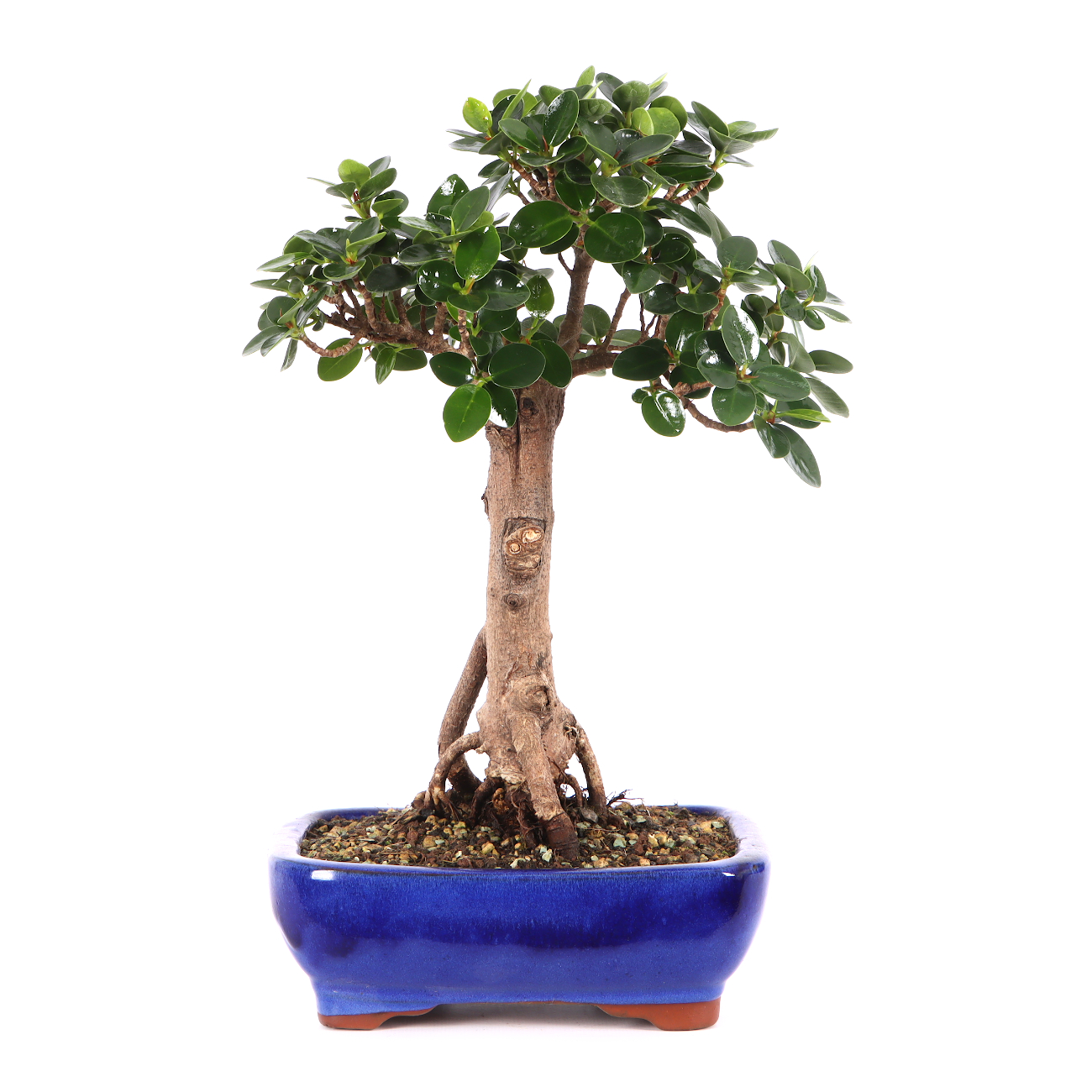 Ficus microcarpa 'Shiny'