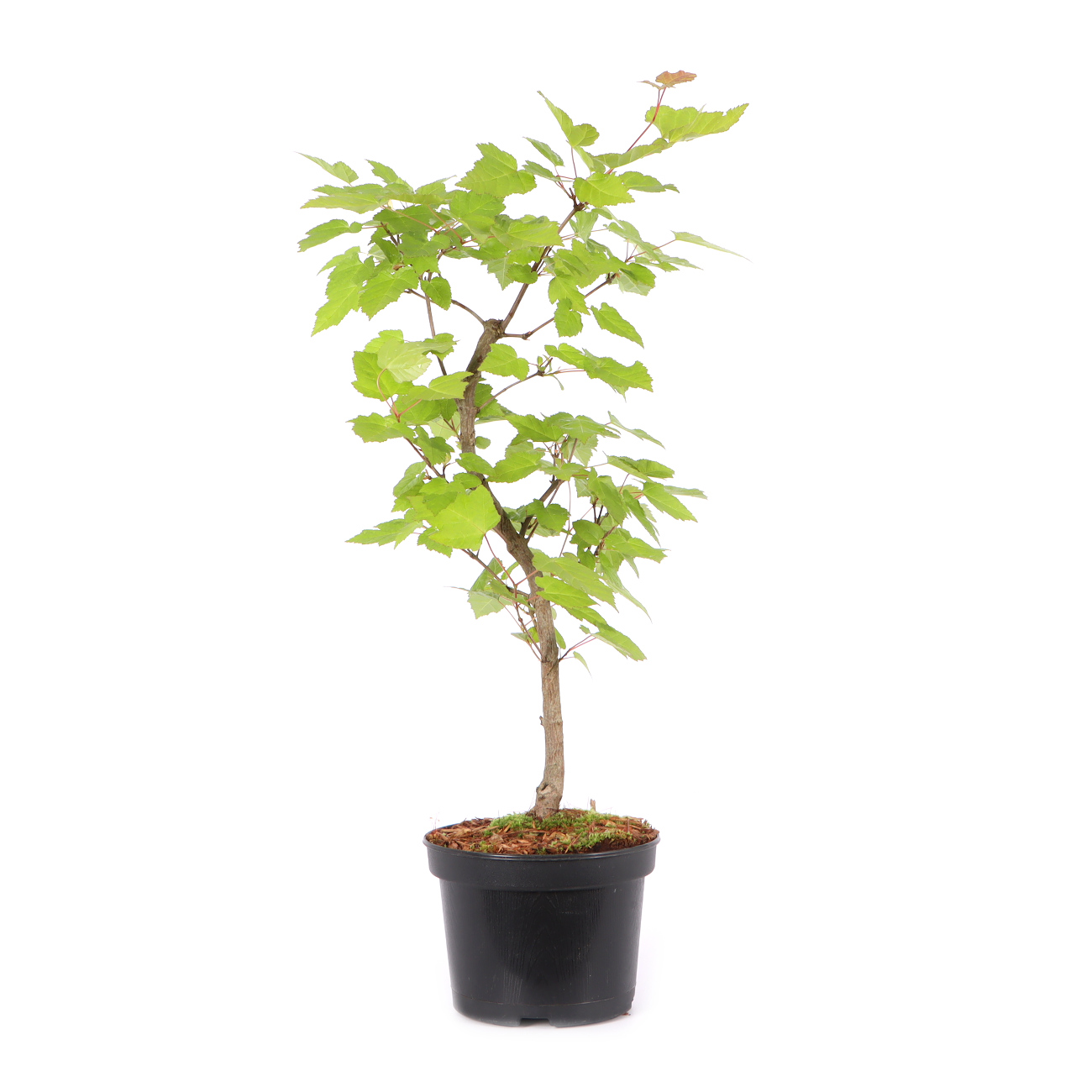 Acer ginnala