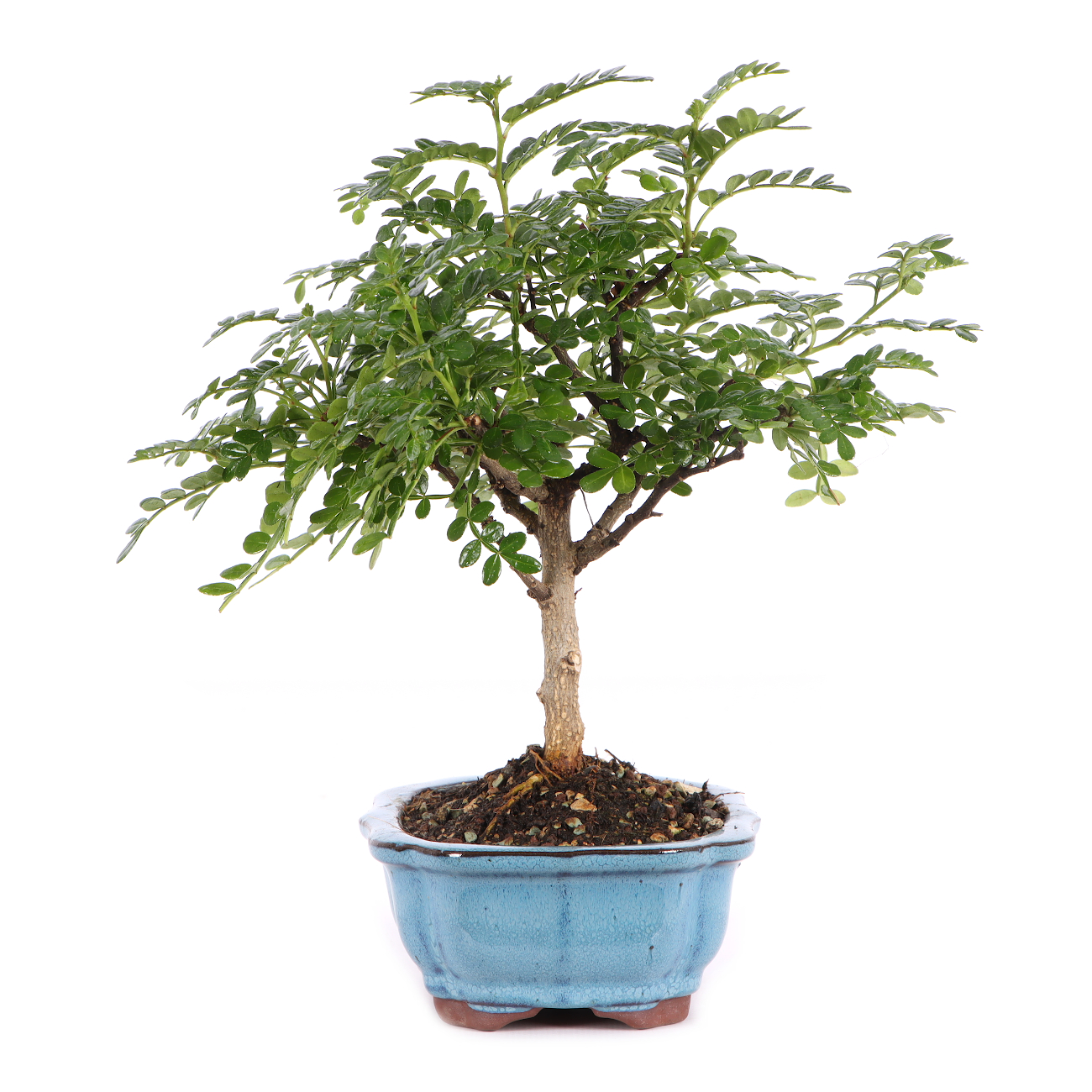 Zanthoxylum spec.