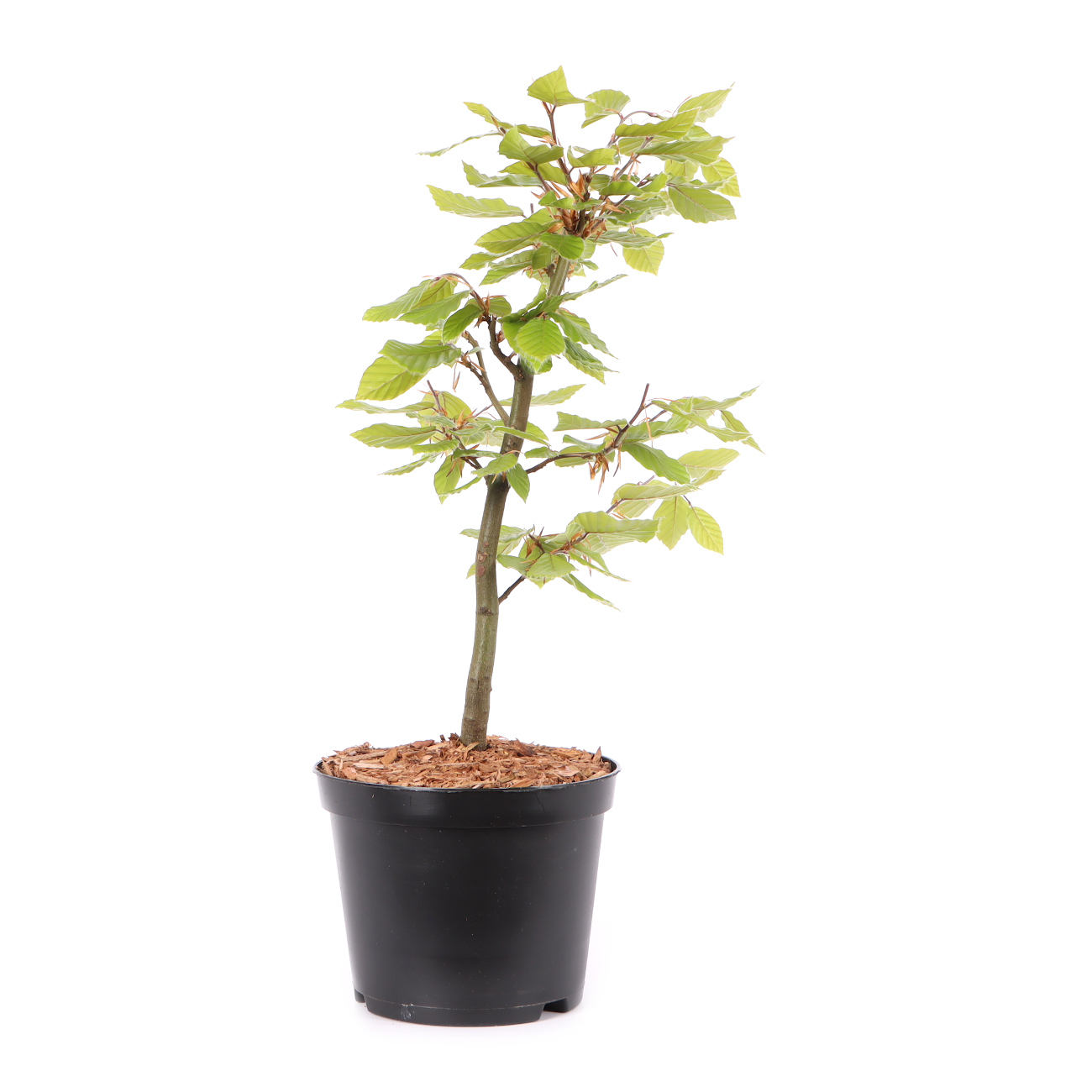 Fagus sylvatica