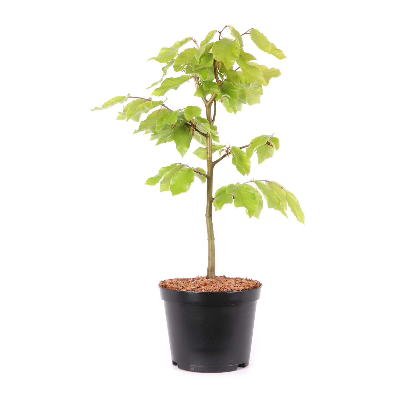 Fagus sylvatica