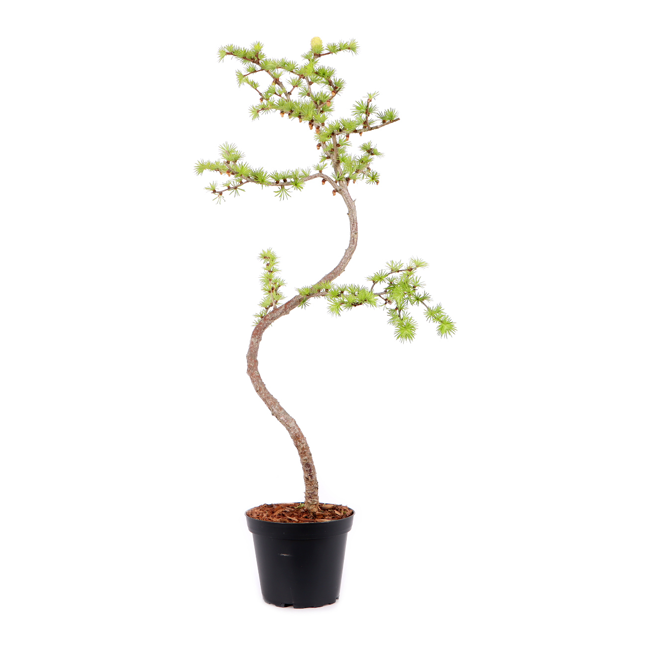 Larix kaempferi