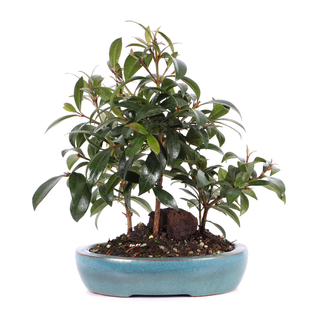 Syzygium paniculatum