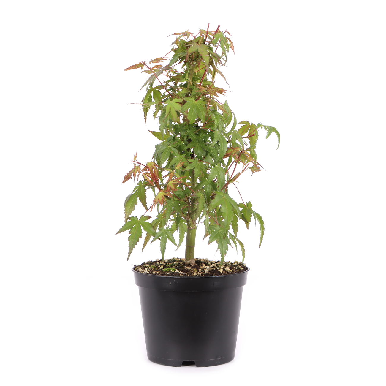 Acer palmatum