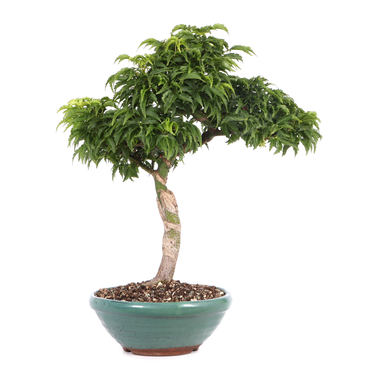 Acer palmatum 'Shishigashira'
