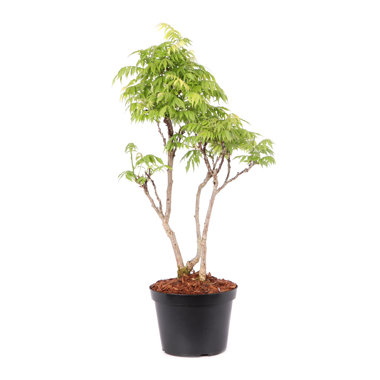 Millettia japonica 'Hime Fuji'