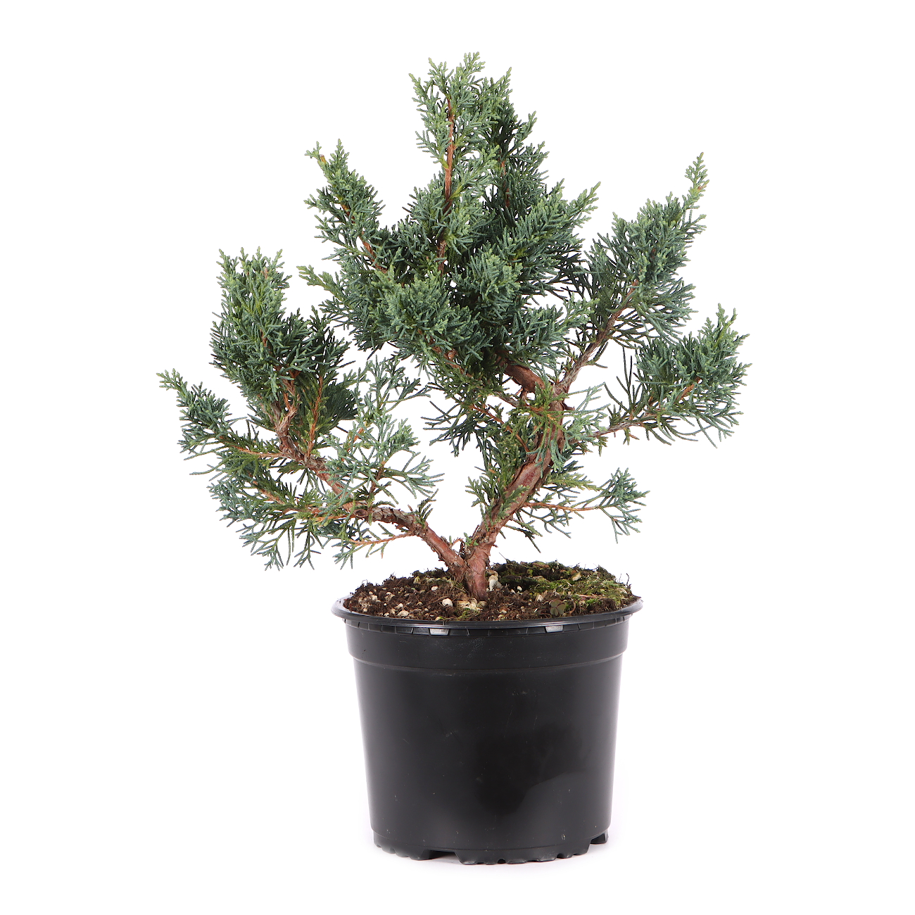 Juniperus chinensis ‘Blaauw‘