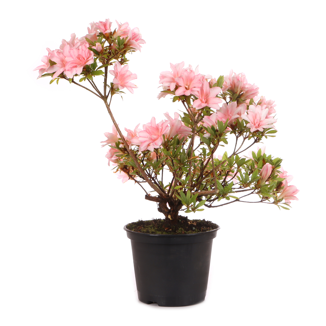 Rhododendron indicum 'Hotaru'