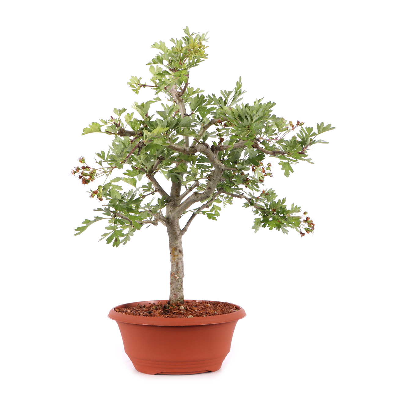 Crataegus monogyna