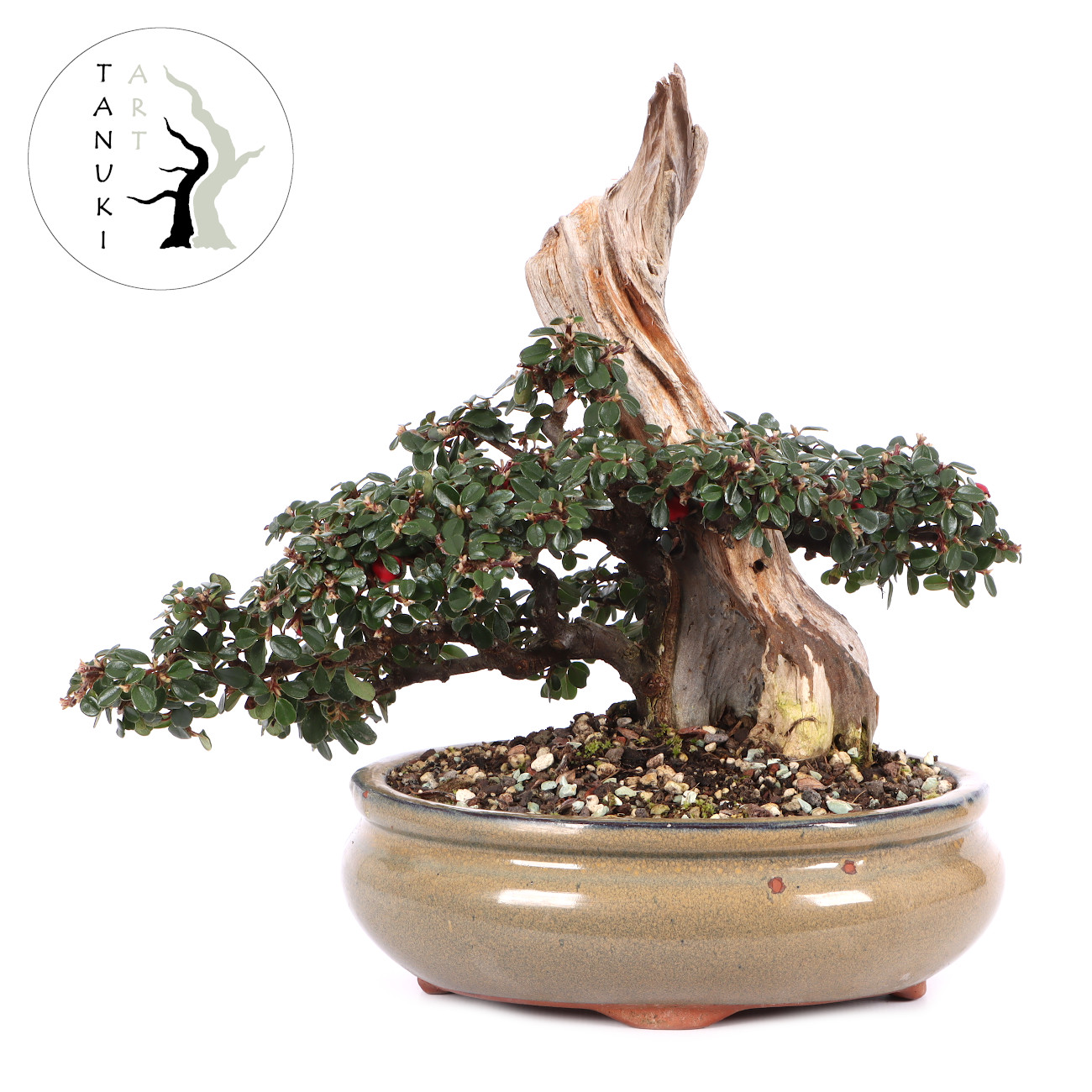 Cotoneaster dammeri 'Skogholm'