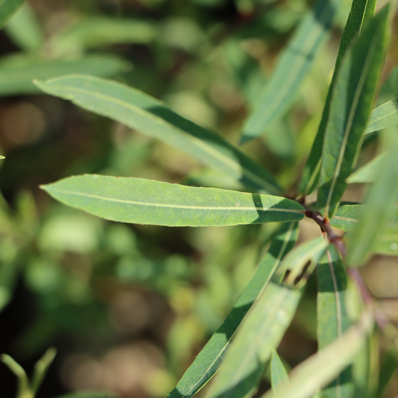 Salix purpurea 'Nana'