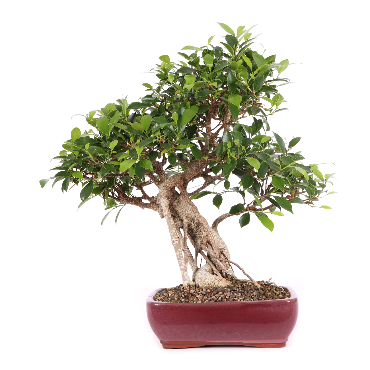 Ficus microcarpa 'Tiger Bark'