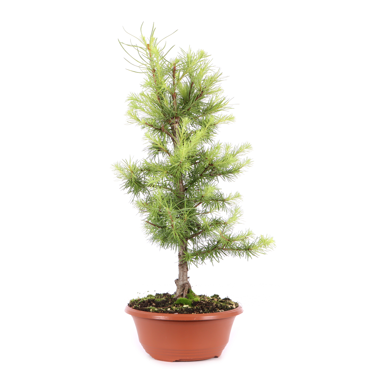 Larix kaempferi