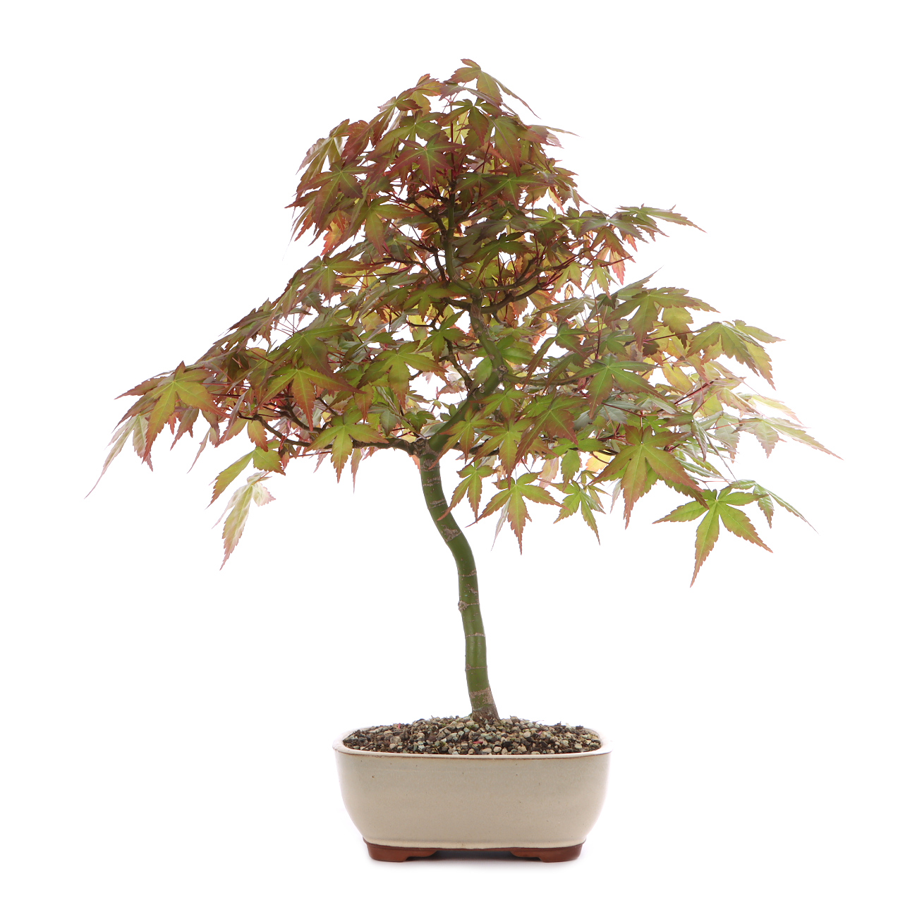 Acer palmatum